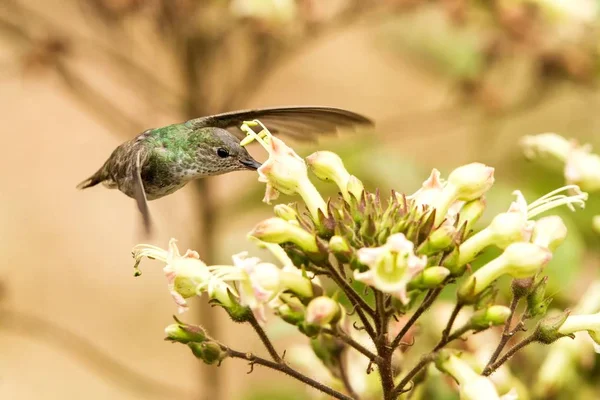 Grün Weißer Kolibri Amazilia Viridicauda Neben Der Blume Schwebend Vogel — Stockfoto