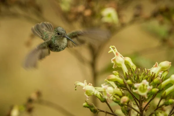 Hummingbird Verde Bianco Amazzonia Viridicauda Librarsi Accanto Fiore Uccello Dal — Foto Stock