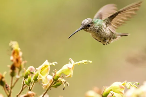 Groen Wit Hummingbird Amazilia Viridicauda Zweven Naast Bloem Vogel Uit — Stockfoto