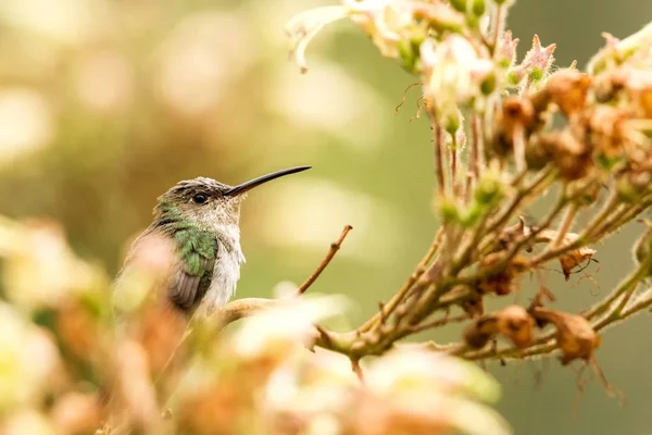 Beija Flor Verde Branco Amazilia Viridicauda Sentado Ramo Pássaro Peru — Fotografia de Stock