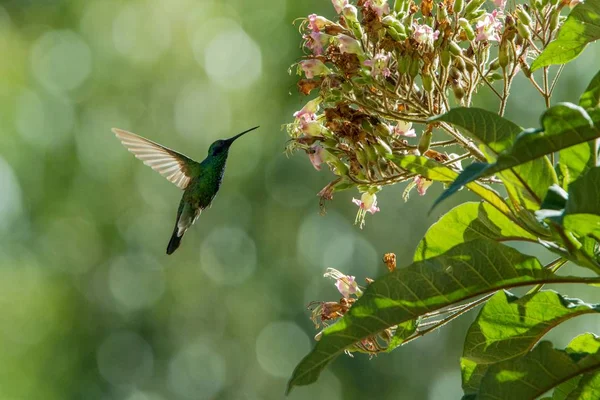Musujące Fioletowo Ucho Colibri Coruscans Unoszące Się Obok Kwiat Ptak — Zdjęcie stockowe