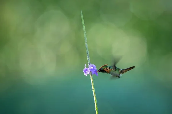 Tufted Coquette Lophornis Ornatus Hovering Next Violet Flower Bird Flight — стоковое фото