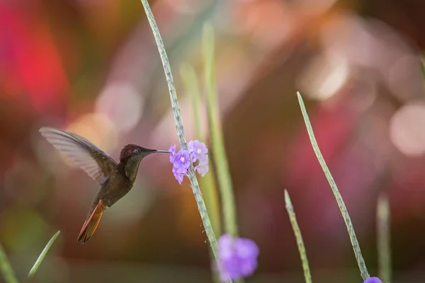 Topaz Ruby Chrysolampis Mosquitus Unoszące Się Obok Fioletowy Kwiat Ptak — Zdjęcie stockowe