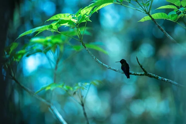 Silueta Colibrí Colibrí Cobre Sentado Rama Pájaro Del Bosque Tropical —  Fotos de Stock