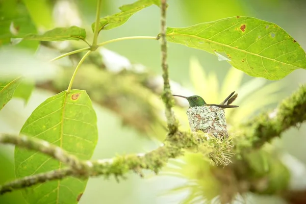 Kupferrumpfkolibri Amazilia Tabaci Sitzt Auf Einem Nest Auf Zweigen Karibischer — Stockfoto