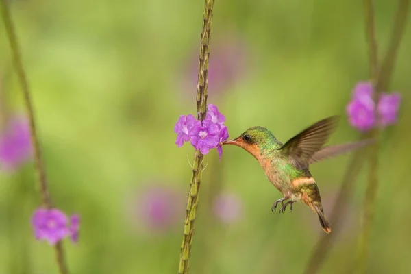 Tufted Coquette Lophornis Ornatus Hovering Next Violet Flower Bird Flight — стоковое фото