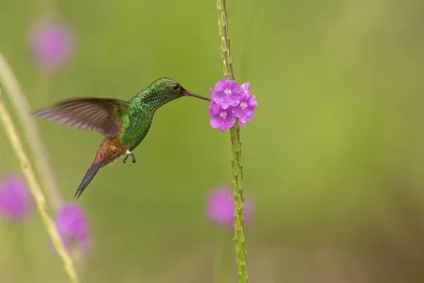 Hummingbird Ramato Amazilia Tobaci Aleggiante Accanto Fiore Viola Uccello Volo — Foto Stock