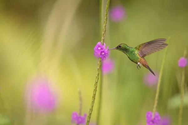 铜头蜂鸟 亚马逊烟草徘徊在紫罗兰色的花朵旁边 飞行中的鸟 加勒比豆特立尼达和多巴哥 自然栖息地 美丽的蜂鸟吸吮花蜜 五颜六色清晰的背景 — 图库照片
