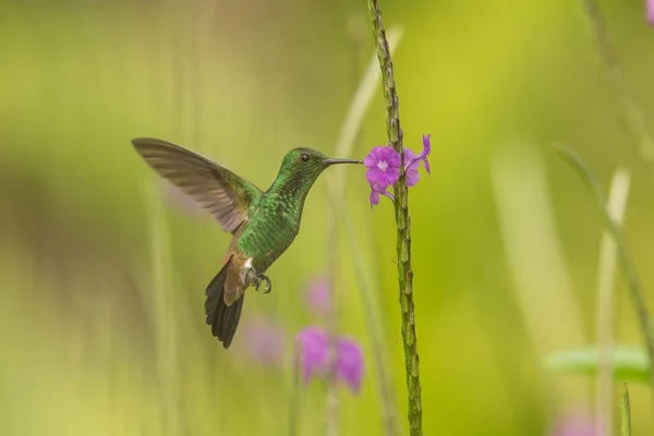 Koper Rumped Kolibrie Amazilia Tobaci Zweven Naast Violet Bloem Vogel — Stockfoto