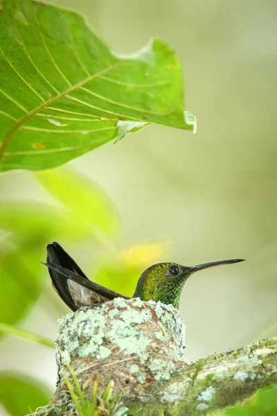 Copper-rumped hummingbird (Amazilia tobaci) sitting on nest on branch, caribean tropical forest, Trinidad and Tobago, natural habitat, nesting hummingbird, green leaves in background, cute bird