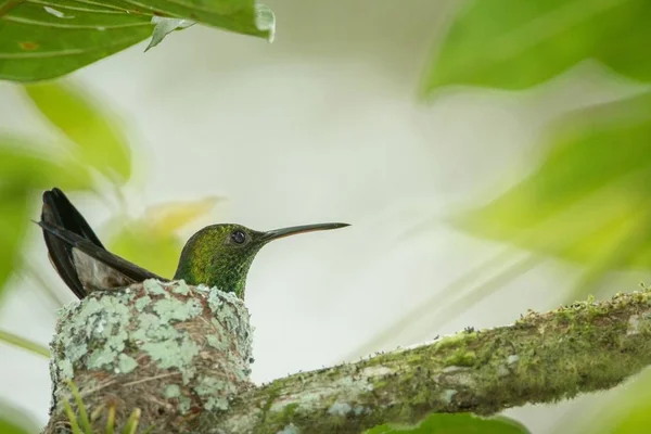 Copper-rumped hummingbird (Amazilia tobaci) sitting on nest on branch, caribean tropical forest, Trinidad and Tobago, natural habitat, nesting hummingbird, green leaves in background, cute bird