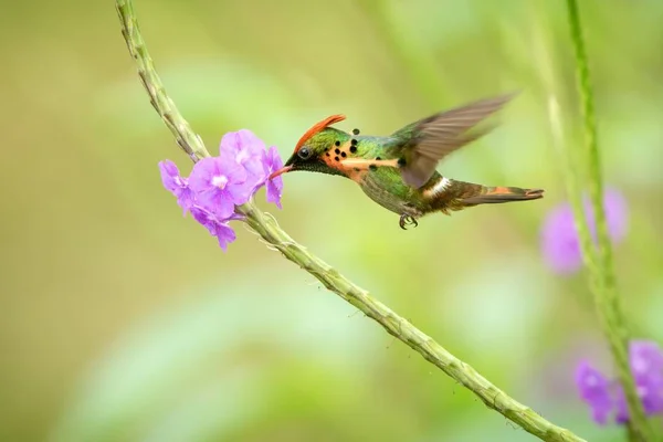 Király Kacérkolibri Lophornis Ornatus Lebeg Mellett Lila Virág Madár Repülés — Stock Fotó