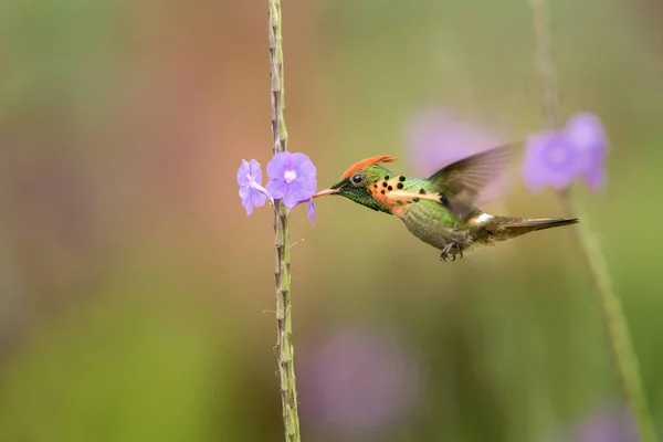 Kokietka Czernica Lophornis Ornatus Unoszące Się Obok Fioletowy Kwiat Ptak — Zdjęcie stockowe