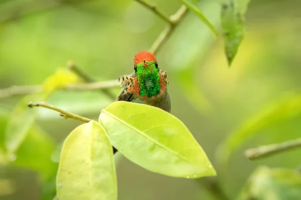 Tufted Coquette Lophornis Ornatus Sitting Branch Bird Caribean Tropical Forest — стоковое фото