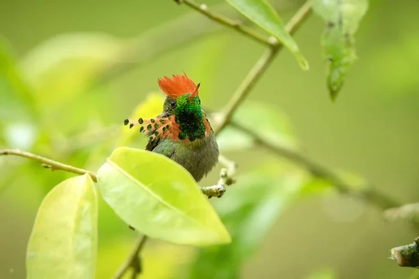 Tufted Coquette Lophornis Ornatus Seduto Sul Ramo Uccello Della Foresta — Foto Stock