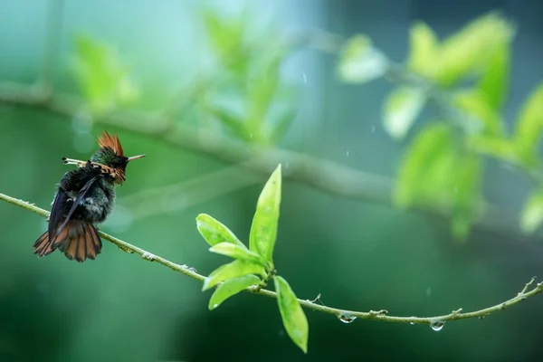 Coqueta Copetudo Lophornis Ornatus Sentado Rama Pájaro Del Bosque Tropical —  Fotos de Stock