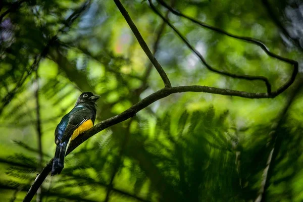 Guianan Trogon Trogon Violaceus 카리브 토바고 다채로운 지점에 곤충을 자연에서 — 스톡 사진