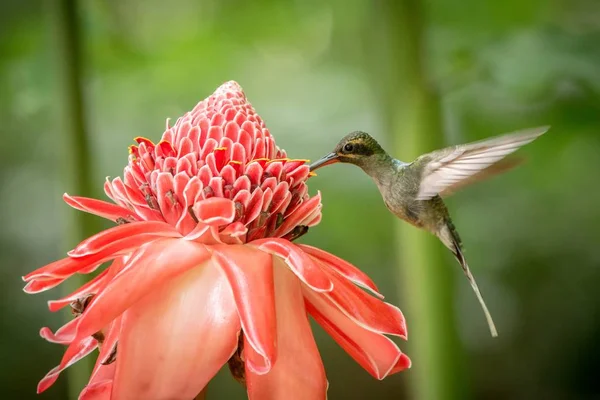 绿色隐士 费托尼斯的家伙 徘徊旁边的大红花 鸟在飞行 加勒比热带森林 特立尼达和多巴哥 自然栖息地 美丽的蜂鸟吸吮花蜜 绿色背景 — 图库照片