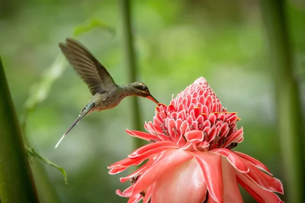 Yeşil ermiş (Phaethornis adam) ileri büyük kırmızı çiçek, uçuş, Okyanusya'ya tropikal orman, Trinidad ve Tobago, doğal yaşam, güzel sinekkuşu nektar, yeşil arka plan emme kuş uçan