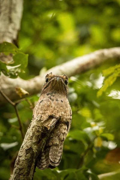 Gemeiner Potoo Nyctibius Griseus Auf Abgestorbenem Ast Baum Trinidad Tropenwald — Stockfoto