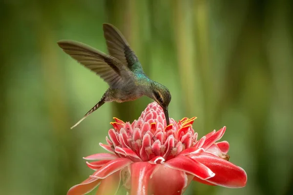 Yeşil ermiş (Phaethornis adam) ileri büyük kırmızı çiçek, uçuş, Okyanusya'ya tropikal orman, Trinidad ve Tobago, doğal yaşam, güzel sinekkuşu nektar, yeşil arka plan emme kuş uçan