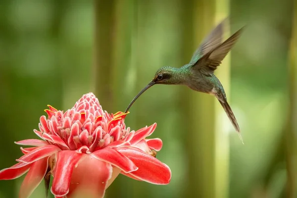 Yeşil ermiş (Phaethornis adam) ileri büyük kırmızı çiçek, uçuş, Okyanusya'ya tropikal orman, Trinidad ve Tobago, doğal yaşam, güzel sinekkuşu nektar, yeşil arka plan emme kuş uçan