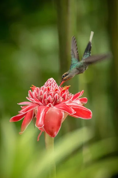 Зеленый Отшельник Phaethornis Парень Зависает Рядом Большим Красным Цветком Птица — стоковое фото