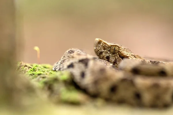 Testa Lancia Comune Bothrops Atrox Nel Suo Ambiente Naturale Foresta — Foto Stock