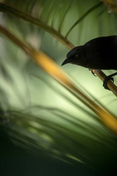 Карибский Гребешок Сидящий Пальме Саду Тринидад Тобаго Черная Птица Сидящая — стоковое фото