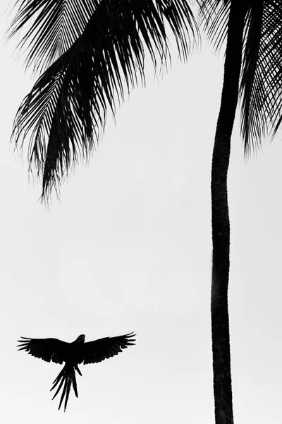 Красно Зелёный Ара Летит Распростертыми Крыльями Приземляется Пальму Остров Тринидад — стоковое фото