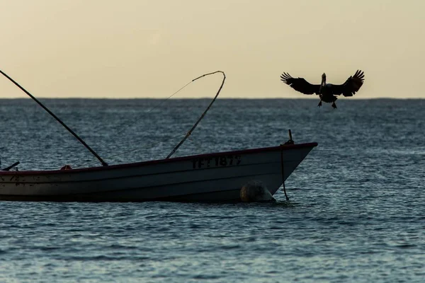 Pelícano Marrón Pelecanus Occidentalis Volando Con Alas Extendidas Aterrizando Barco — Foto de Stock