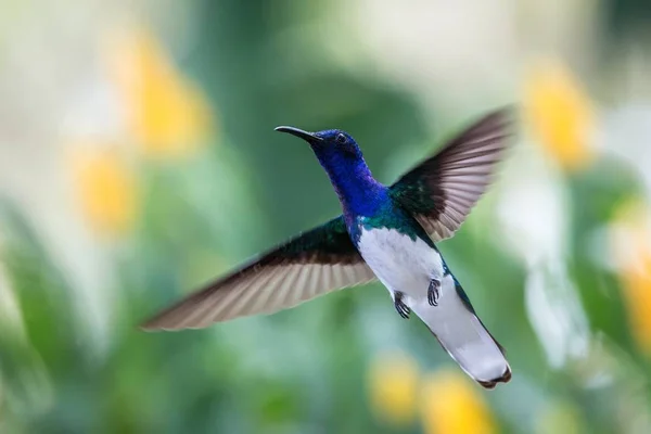 Weißhalsjakobin Schwebt Der Luft Karibischer Tropenwald Trinidad Und Tobago Vogel — Stockfoto