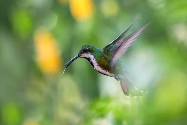 Wijnrode Mango Anthracothorax Nigricollis Zweven Lucht Caribean Tropisch Woud Trinidad — Stockfoto