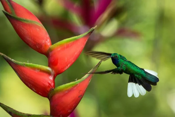 White Tailed Sabrewing Vznáší Další Květ Růžové Mimózy Ptáka Letu — Stock fotografie