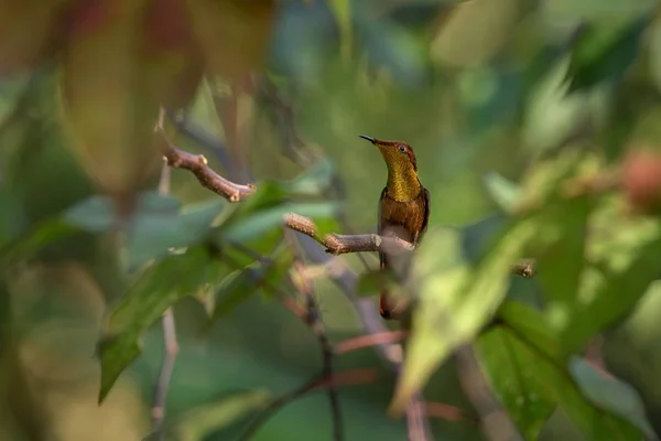 Rubi Topázio Chrysolampis Mosquitus Sentado Ramo Pássaro Floresta Tropical Caribenha — Fotografia de Stock