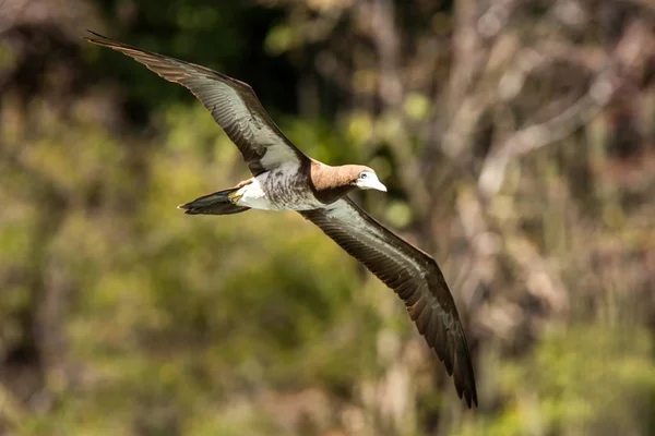 Masked booby (Sula dactylatra) flying over the Atlantic ocean near Tobago Island in caribean sea, beautiful marine bird with green vegetation and leaves in background