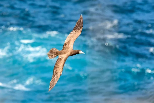 Booby Enmascarado Sula Dactylatra Volando Sobre Océano Atlántico Cerca Isla — Foto de Stock