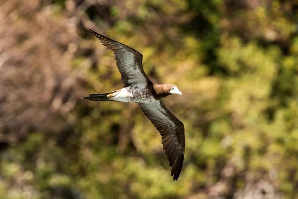 Masked booby (Sula dactylatra) flying over the Atlantic ocean near Tobago Island in caribean sea, beautiful marine bird with green vegetation and leaves in background