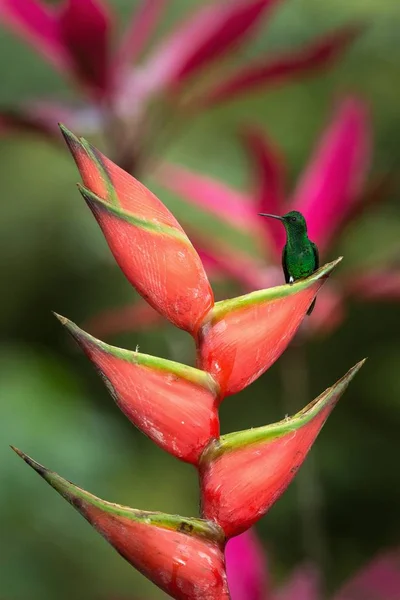 科普隆隆的蜂鸟 坐在那里 喝着它最喜欢的红花的花蜜 可爱的小鸟栖息在大花 绿色的背景 野生动物场景从自然 加勒比自然 — 图库照片