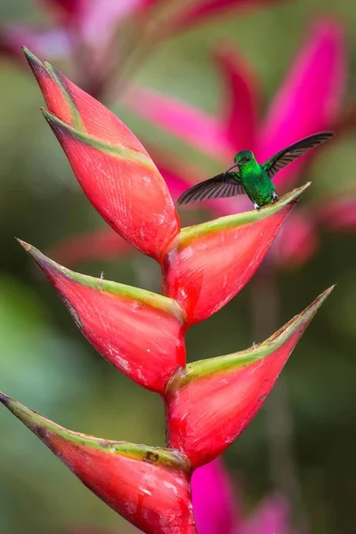 Hummingbird (Copper-rumped Hummingbird) sitting and drinking nectar from its favourite red flower. Cute tiny bird perching on big blossom, green background, bird with outstretched wings