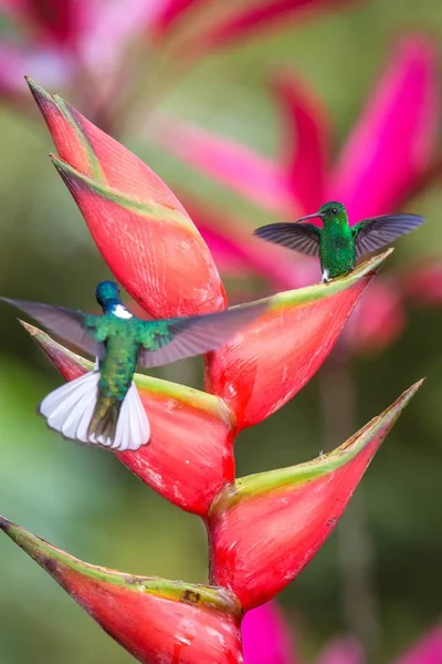 Hummingbird (Copper-rumped Hummingbird) sitting on red flower and second bird hovering next to it. Cute tiny bird perching on big blossom, green background, wildlife scene from nature, Caribean nature