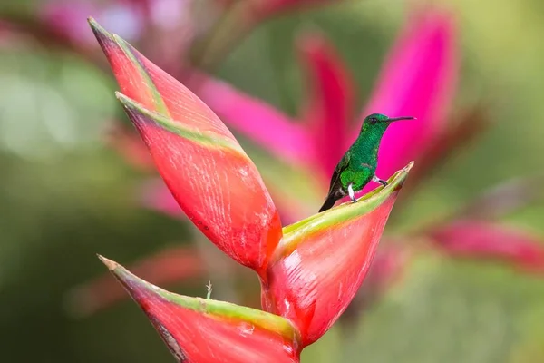 Kolibri Kupferrumpeliger Kolibri Sitzt Auf Seiner Roten Lieblingsblume Niedlichen Winzigen — Stockfoto