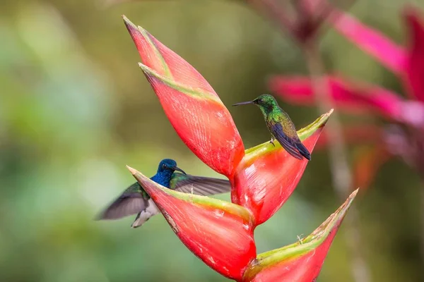 Hummingbird Copper Rumped Hummingbird Sitting Red Flower Second Bird Hovering — Stock Photo, Image