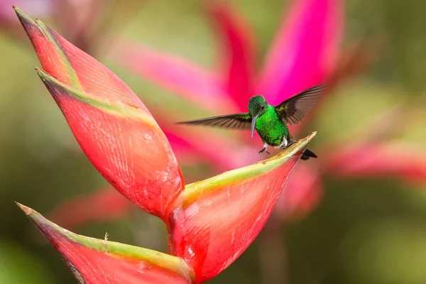 Kolibri Tobagói Amazília Leszállás Piros Virág Zöld Háttér Madár Kitárt — Stock Fotó