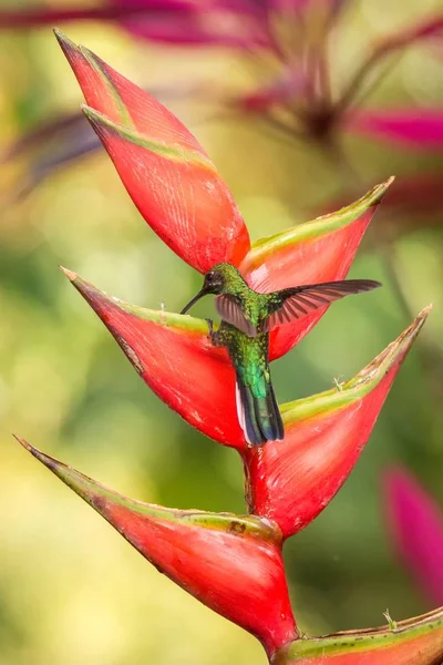 Colibri Sabre Queue Blanche Assis Buvant Nectar Fleur Rouge Préférée — Photo