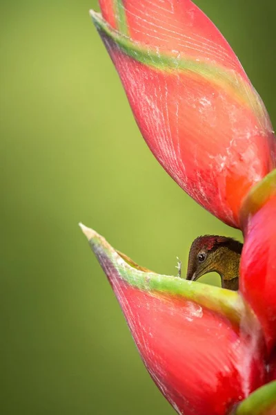 Колибри Ruby Topaz Chrysolampis Mosquitus Сидят Пьют Нектар Своего Любимого — стоковое фото