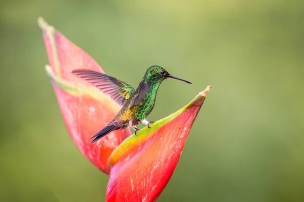 Rumped Hummingbird 앉아서 좋아하는 꽃에서 마시는 날개를 Perching 귀여운 — 스톡 사진