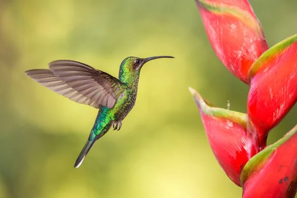 White Tailed Sabrewing Hovering Next Pink Mimosa Flower Bird Flight — 图库照片