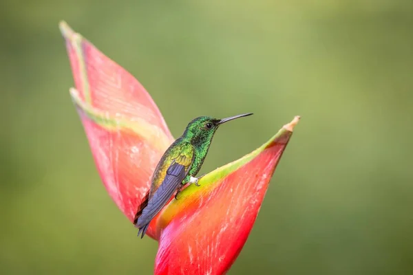 科普隆隆的蜂鸟 坐在那里 喝着它最喜欢的红花的花蜜 可爱的小鸟栖息在大花 绿色的背景 野生动物场景从自然 — 图库照片