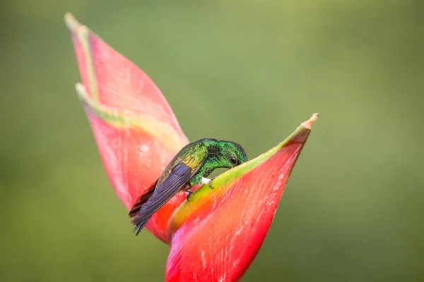 Hummingbird (Copper-rumped Hummingbird) sitting and drinking nectar from its favourite red flower. Cute tiny bird perching on big blossom, green background, wildlife scene from nature